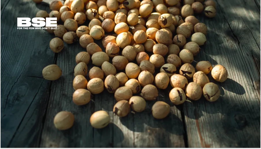 Noix de Macadamia